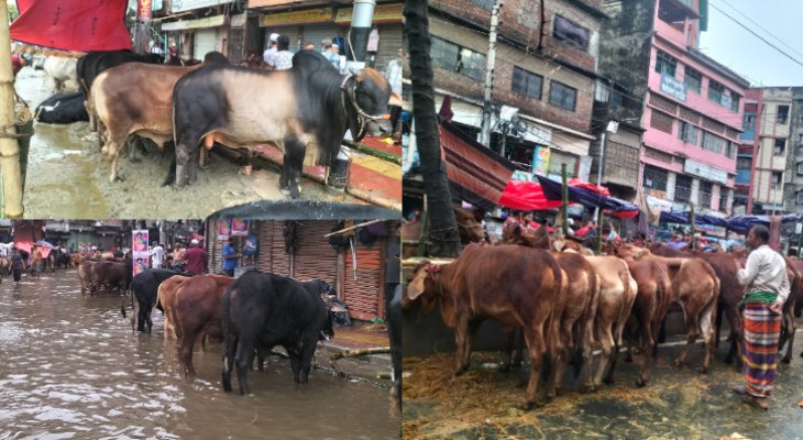 টানা বৃষ্টিতে পশুর হাটে কাদা-পানির দুর্ভোগ, চিন্তায় ব্যবসায়ীরা