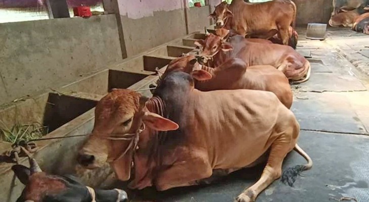 কোরবানির বাজারে ভারতীয় গরুর শঙ্কা, দামে ধসের আশঙ্কায় খামারিরা